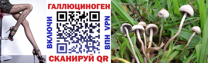 Галлюциногенные грибы Psilocybe  Тверь 